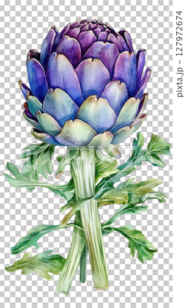 Artichoke transparent watercolor PNG clipart isolated on white background. 127972674