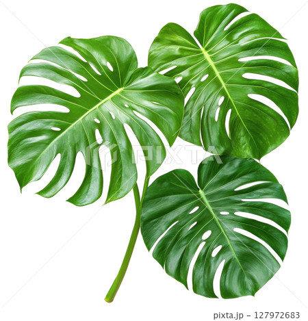 Monstera deliciosa fresh green leaf isolated on white background, PNG transparent clipart. 127972683