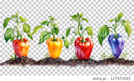 Bell pepper with soil transparent watercolor PNG clipart isolated on white background. 127972685