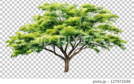 Big tree isolated on white background, PNG transparent. 127972686