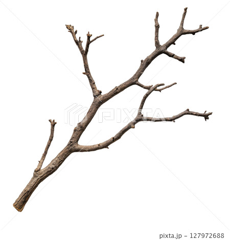 Dry branch tree isolated on white background transparent PNG clipart. 127972688