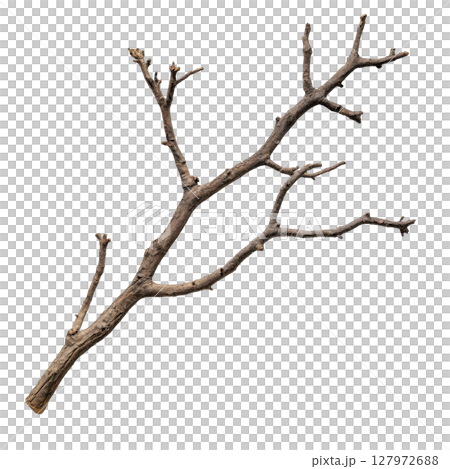 Dry branch tree isolated on white background transparent PNG clipart. 127972688