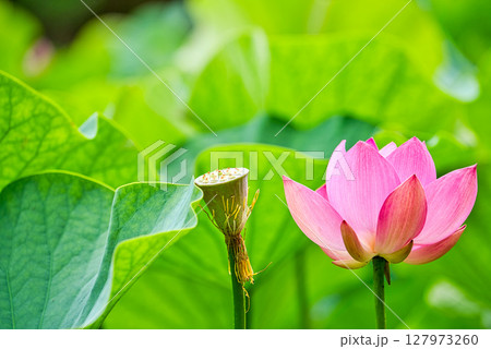 〈島根県）荒神谷遺跡公園の大賀ハスの花と花托 127973260
