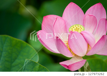 〈島根県）荒神谷遺跡公園の大賀ハス 127973262