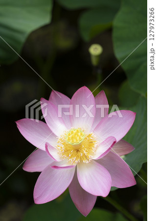 〈島根県)荒神谷遺跡公園の大賀ハスの花と花托 〈島根県)荒神谷遺跡公園の大賀ハスの花と花托 127973266