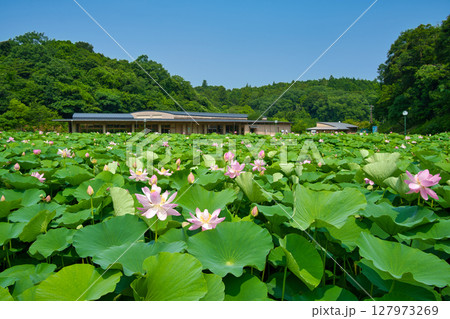 〈島根県）荒神谷史跡公園の大賀ハスの咲く風景 127973269
