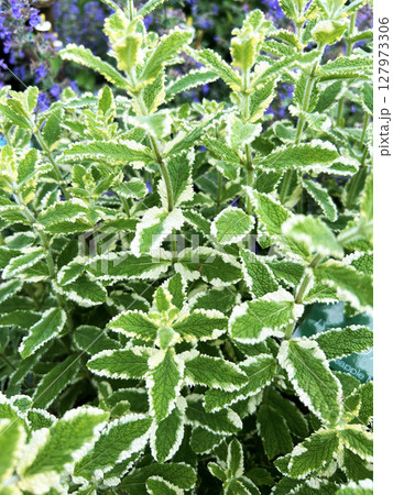 鮮やかなパイナップルミント 鮮やかなパイナップルミント 127973306