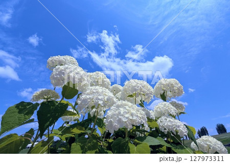 純白のアジサイ、輝く夏空 純白のアジサイ、輝く夏空 127973311