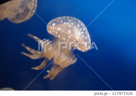 スポット模様のクラゲ 127973326