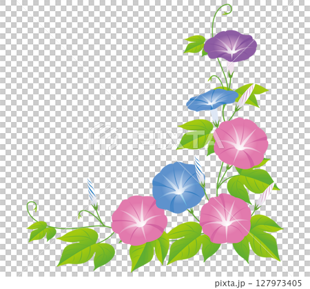 夏の花朝顔02 127973405