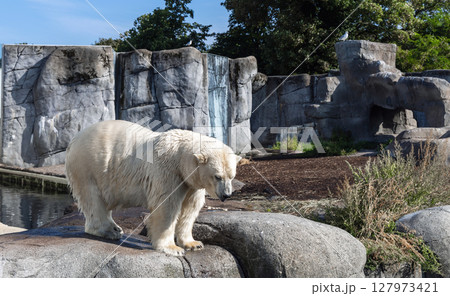A large polar bear stands on rocks 127973421
