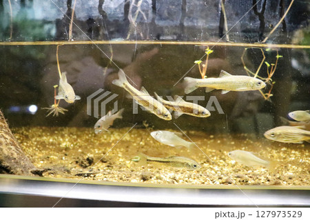 水草とともに泳ぐタナゴとオイカワの群れ 水草とともに泳ぐタナゴとオイカワの群れ 127973529