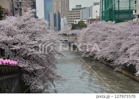 日本の東京都の目黒区　目黒川沿いの桜並木と周辺の街並み　満開の桜と美しい高層ビルと装飾の提灯 127973570
