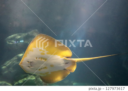 ニッコリ笑顔水槽を泳ぐスマイル顔のエイ 127973617