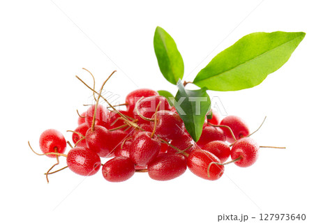 Elaeagnus multiflora isolated on white background. Cherry elaeagnus or cherry silverberry with green leaves. Goumi or gumi berry. Elaeagnus multiflora isolated on white background. Cherry elaeagnus or cherry silverberry with green leaves. Goumi or gumi berry. 127973640