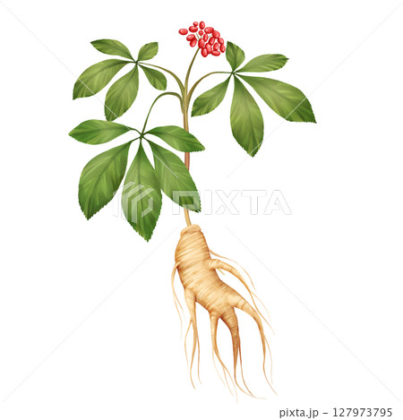 Hand-Drawn Ginseng Plant Illustration Hand-Drawn Ginseng Plant Illustration 127973795