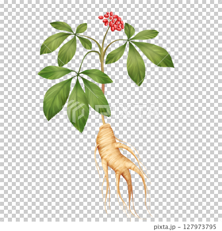 Hand-Drawn Ginseng Plant Illustration Hand-Drawn Ginseng Plant Illustration 127973795