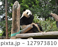 可愛いパンダのランチタイム② 127973810