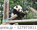 可愛いパンダのランチタイム③ 127973811