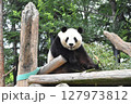 可愛いパンダ 127973812