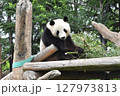 可愛いパンダ② 127973813