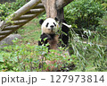 可愛いパンダ③ 127973814