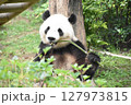 可愛いパンダのランチタイム④ 127973815