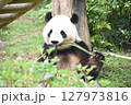 可愛いパンダのランチタイム⑤ 127973816