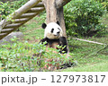 可愛いパンダのランチタイム⑥ 127973817