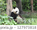 可愛いパンダのランチタイム⑦ 127973818