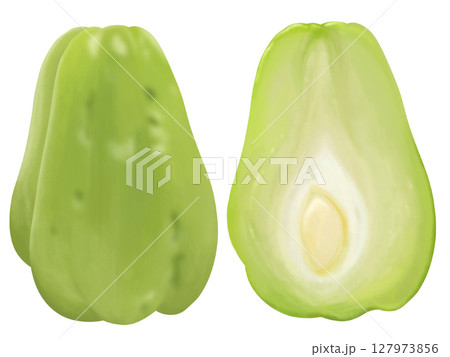 ハヤトウリと断面図 ハヤトウリと断面図 127973856