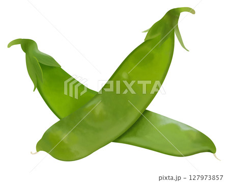 新鮮な絹さや 127973857