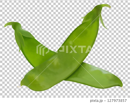 新鮮な絹さや 127973857