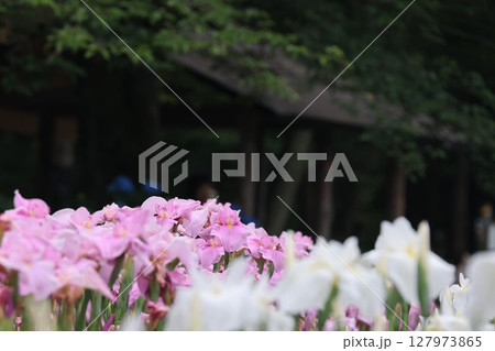 満開のハナショウブの花 127973865