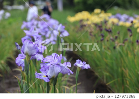 満開のハナショウブの咲く風景 127973869
