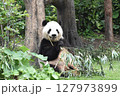 可愛いパンダと笹 127973899
