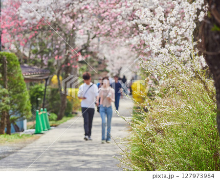 春の観光名所忍野八海の満開の桜と花見する観光客の姿 127973984