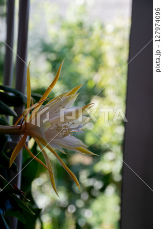 満開の白いサボテンの花 127974096