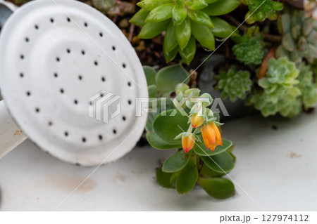 オレンジ色の花を付けた多肉植物 127974112