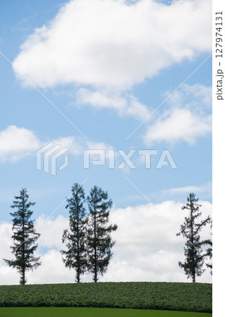 緑の畑と青空 美瑛町 緑の畑と青空 美瑛町 127974131