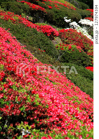 佐賀県白石町　歌垣公園　満開の赤いツツジの咲く風景 127974394