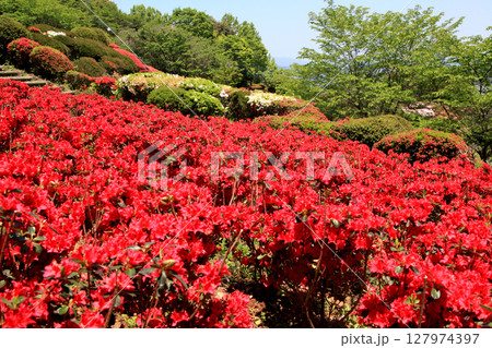 佐賀県白石町　歌垣公園　満開の赤いツツジの咲く風景 127974397