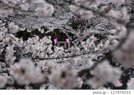 日本の東京都の目黒区 目黒川沿いの桜並木と周辺の街並み 満開の桜と装飾の提灯 日本の東京都の目黒区 目黒川沿いの桜並木と周辺の街並み 満開の桜と装飾の提灯 127974533