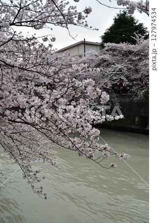 日本の東京都の目黒区 目黒川沿いの桜並木と周辺の街並み 満開の桜と装飾の提灯 日本の東京都の目黒区 目黒川沿いの桜並木と周辺の街並み 満開の桜と装飾の提灯 127974534