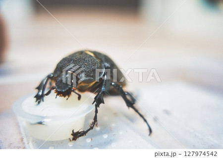 カブトムシのメスががゼリーを食べているアップ カブトムシのメスががゼリーを食べているアップ 127974542