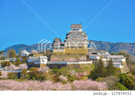 姫路城 と満開の桜 127974551
