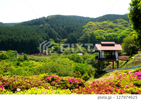 佐賀県白石町　歌垣公園（ツツジの花見スポット） 127974625