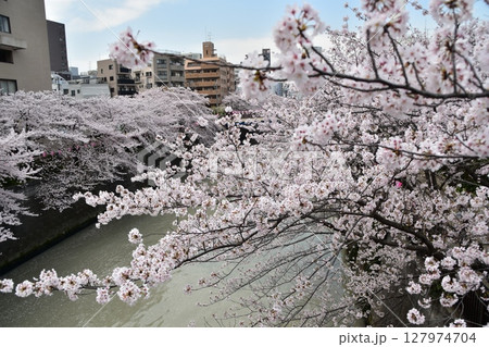 日本の東京都の目黒区 目黒川沿いの桜並木と周辺の街並み 満開の桜と美しい高層ビル 日本の東京都の目黒区 目黒川沿いの桜並木と周辺の街並み 満開の桜と美しい高層ビル 127974704