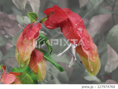 赤い苞が美しいコエビソウ 127974768
