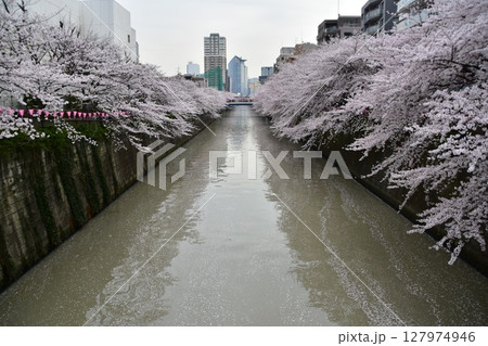 日本の東京都の目黒区 目黒川沿いの桜並木と周辺の街並み 満開の桜と水面を流れる散った桜の花びら 日本の東京都の目黒区 目黒川沿いの桜並木と周辺の街並み 満開の桜と水面を流れる散った桜の花びら 127974946